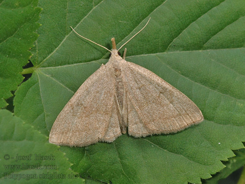 Žlutavka dubová Pechipogo strigilata Polypogon