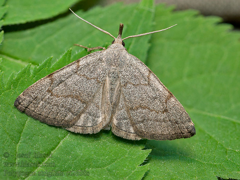 Polypogon strigilata