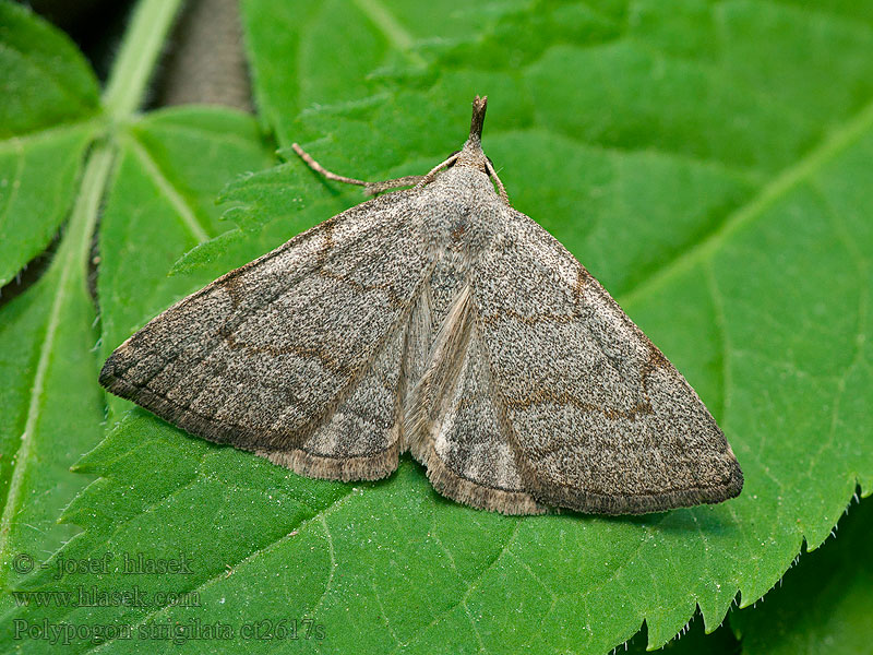 Polypogon strigilata