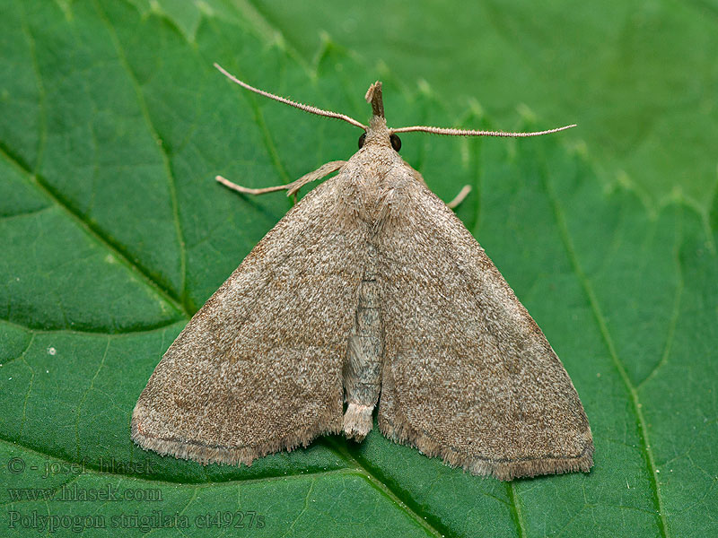 Polypogon strigilata