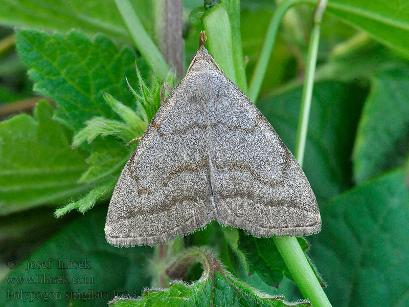 Polypogon strigilata Pechipogo Herminie barbue Совка усатая