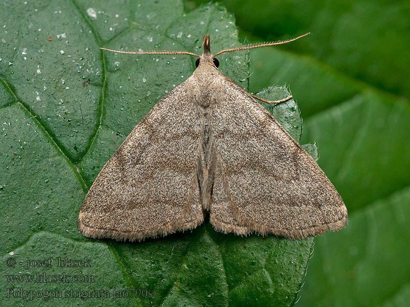 Polypogon strigilata