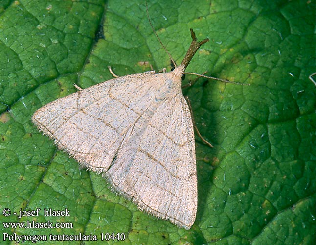 Polypogon tentacularia Sötétaljú karcsúbagoly Kleine Palpeneule