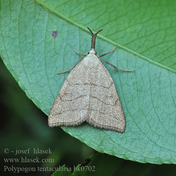 Sötétaljú karcsúbagoly Polypogon tentacularia Sötétaljú karcsúbagoly