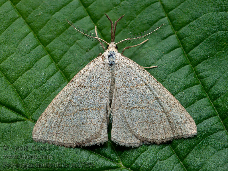 Polypogon tentacularia