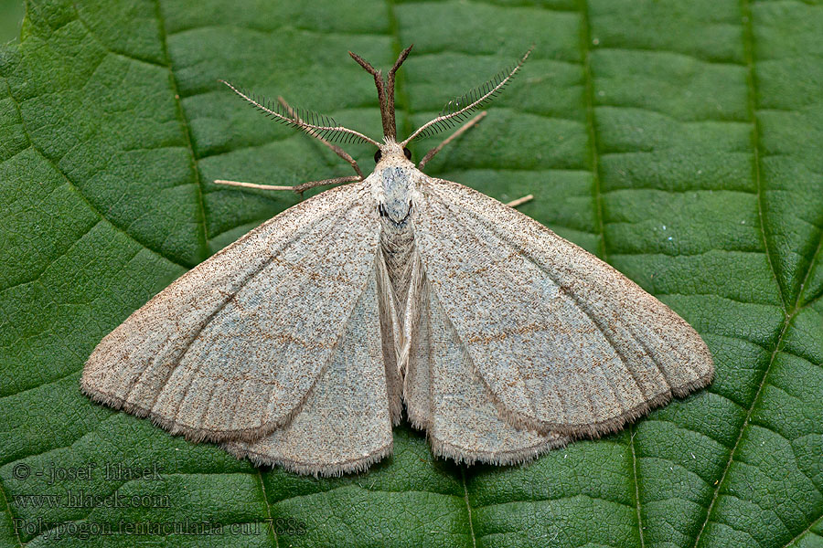 Polypogon tentacularia