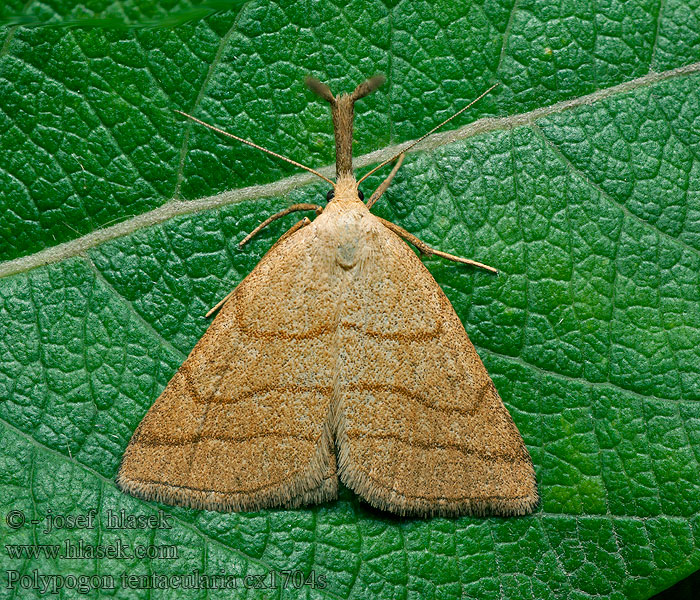 Polypogon tentacularia