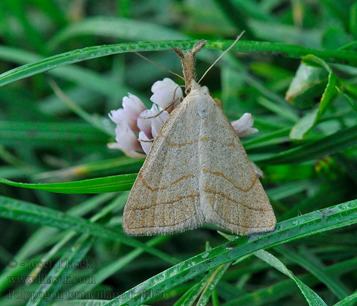 Žlutavka dlouhonosá Polypogon tentacularia