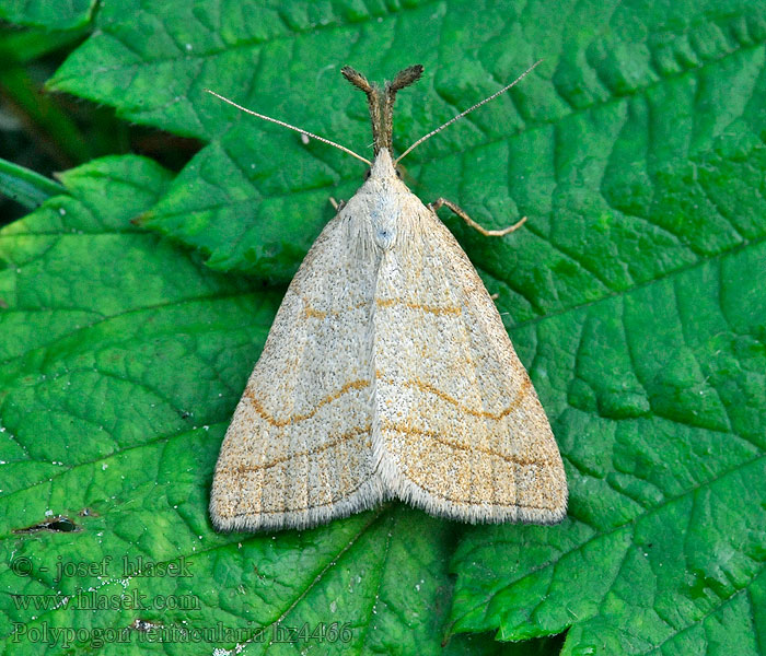 Совка-огнёвка скромная Polypogon tentacularia