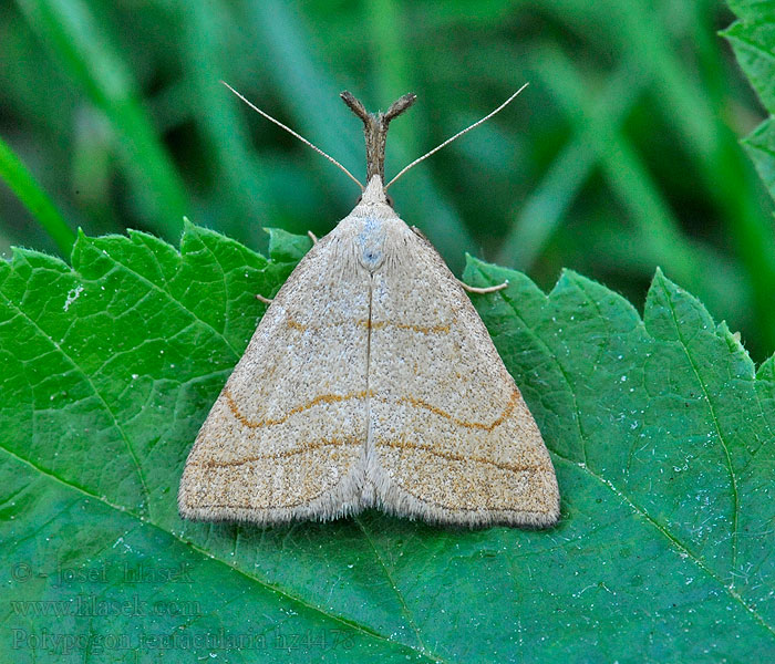 Tâteuse Polypogon tentacularia