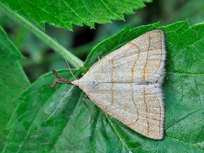 Nebbviftefly Polypogon tentacularia