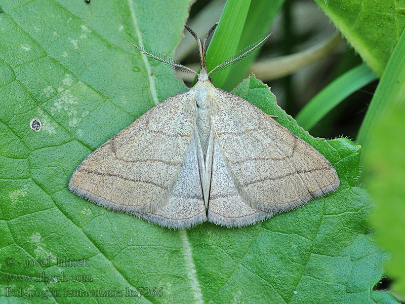 Allmänt sprötfly Polypogon tentacularia