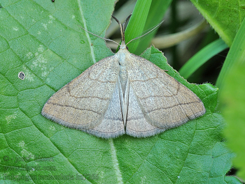 Allmänt sprötfly Polypogon tentacularia