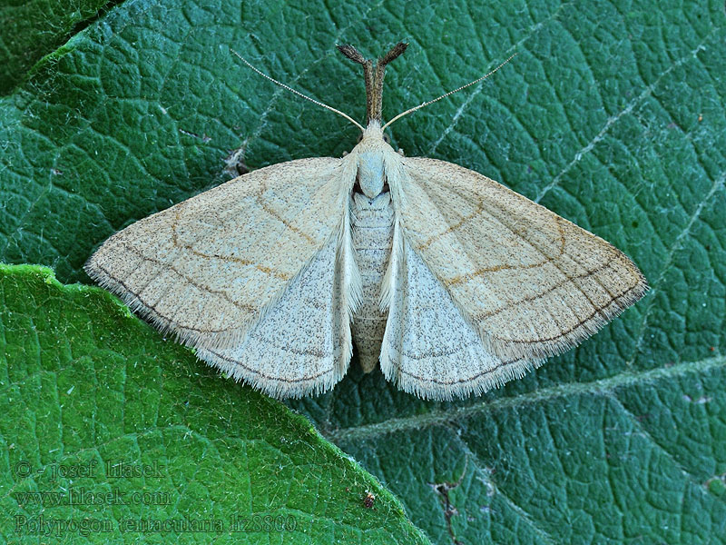 Sötétaljú karcsúbagoly Polypogon tentacularia