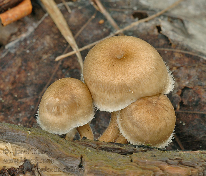 Polyporus arcularius