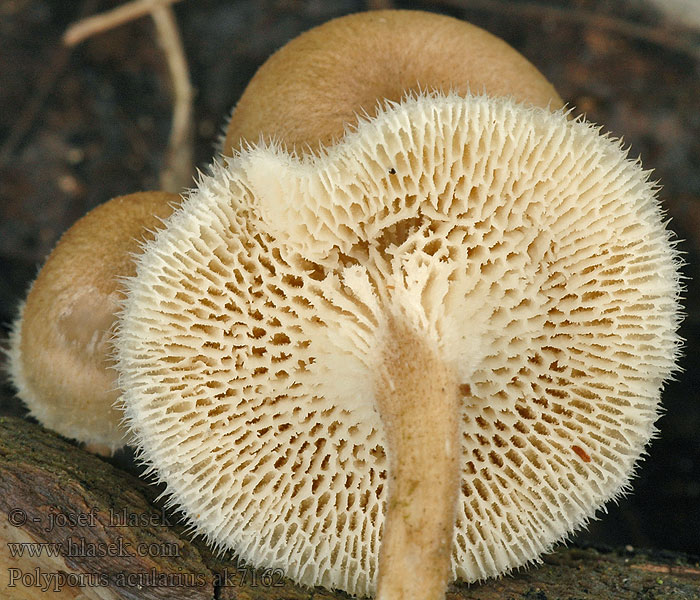 Choroš plástvový Polyporus arcularius