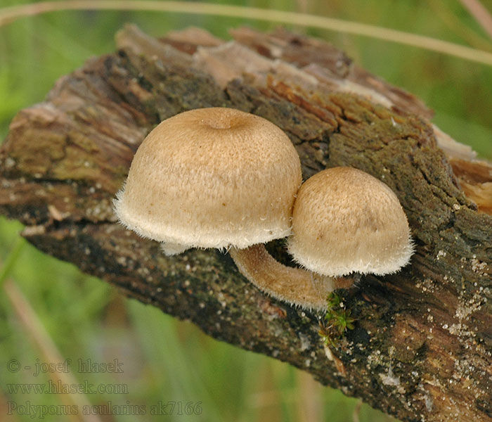 Polyporus arcularius Trúdnik plástovitý Fagyálló likacsosgomba