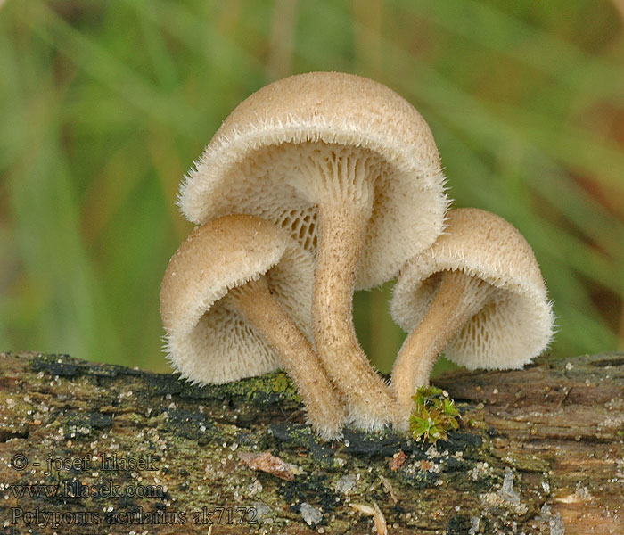 Polyporus arcularius Grootporiehoutzwam Żagiew włosistobrzega