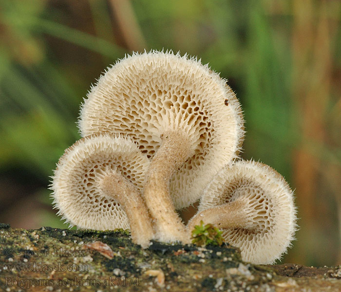 Polyporus arcularius Choroš plástvový Weitlöcherige Borstrandige