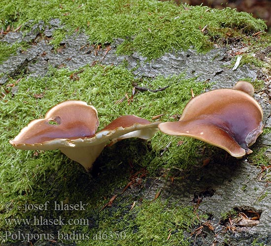 Polyporus badius Melanopus picipes Choroš smolonohý hnědý