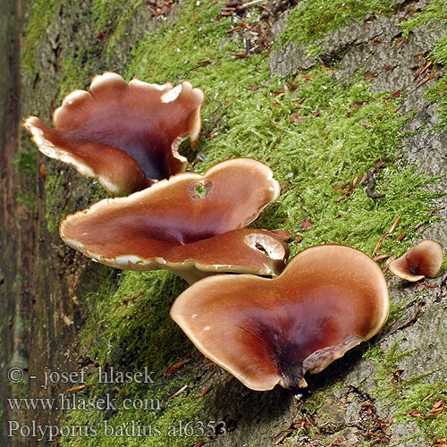 Polyporus badius al6353