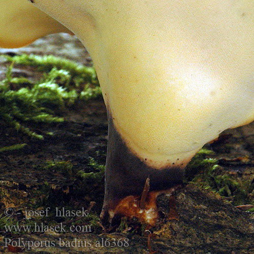 Black-Leg Black-footed Polypore Barna likacsgomba Szagos