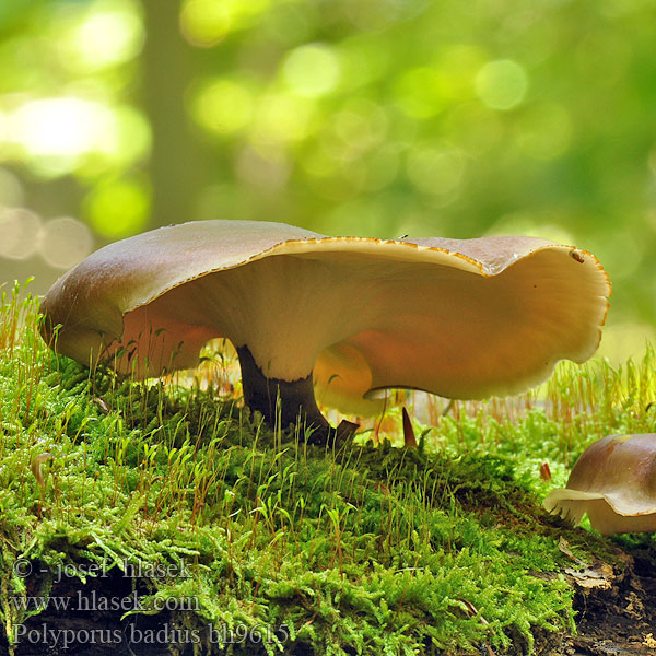 Stor tratticka Polyporus badius Melanopus picipes