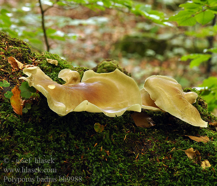 Polyporus badius bh9988