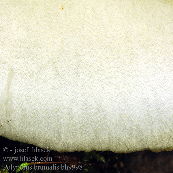 Polyporus badius bh9998