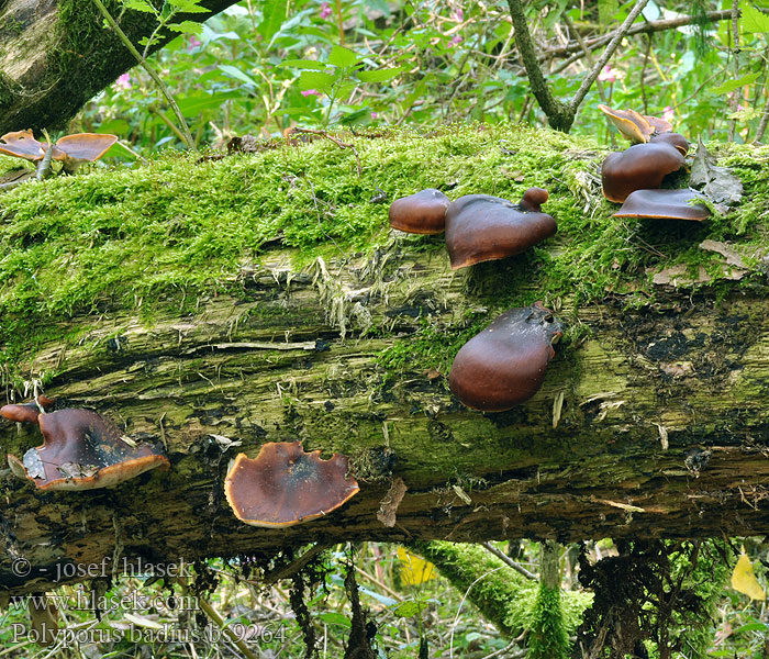 Polyporus badius Choroš smolonohý hnědý