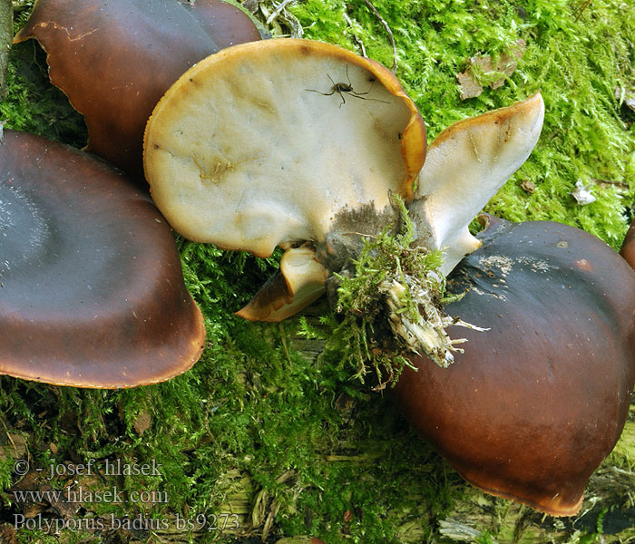 Polyporus badius Trúdnik tmavohlúbikový