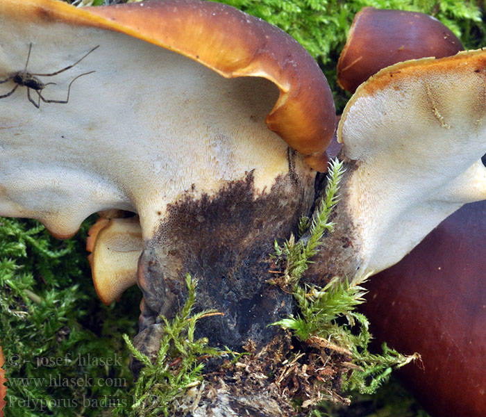 Polyporus badius Kastanienbrauner Porling Stielporling