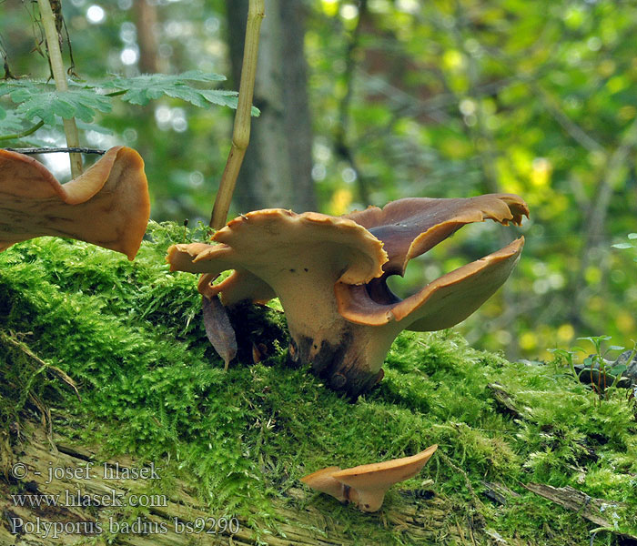 Polyporus badius Kastanjakääpä