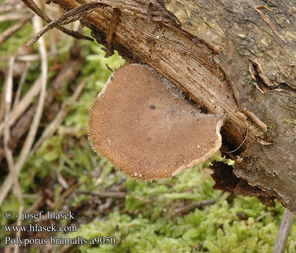 Polyporus brumalis Winter Polypore Vinter-stilkporesvamp