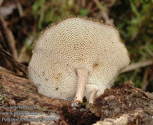 Polyporus brumalis a9054