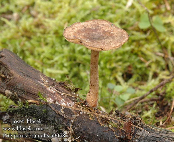 Polyporus brumalis a9058