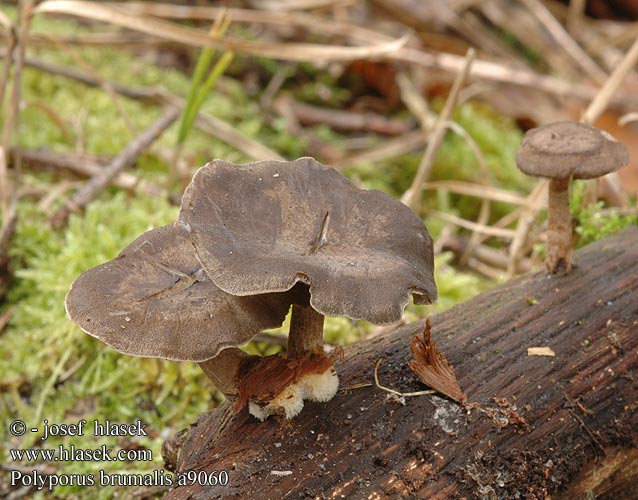 Polyporus brumalis a9060