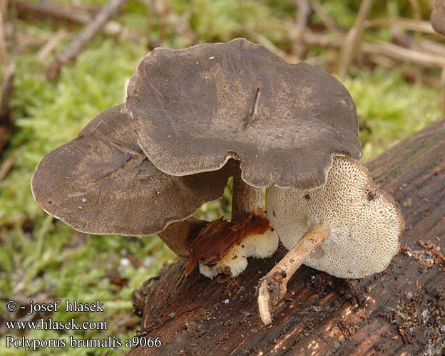 Winter Polypore Vinter-stilkporesvamp TalvikääpäPolypore d'hiver