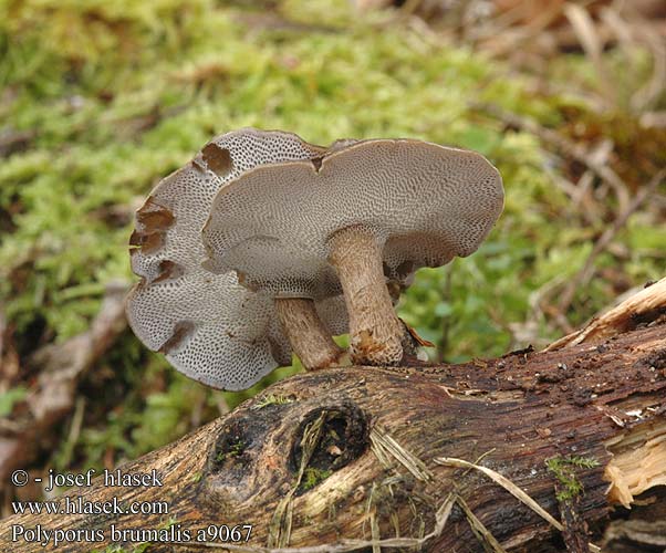 Polyporus brumalis a9067