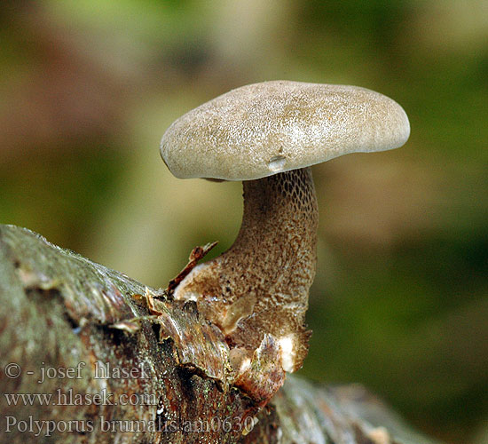 Polyporus brumalis am0630