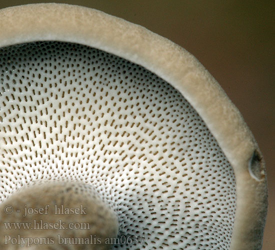 Polyporus brumalis am0637