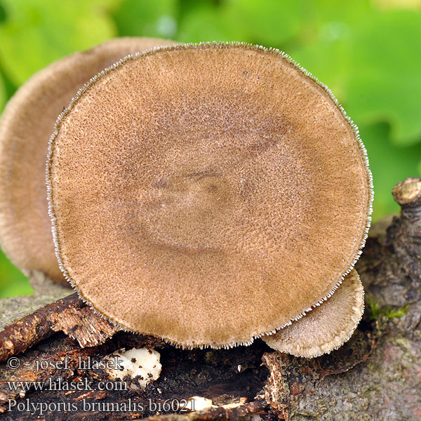 Polyporus brumalis bi6021