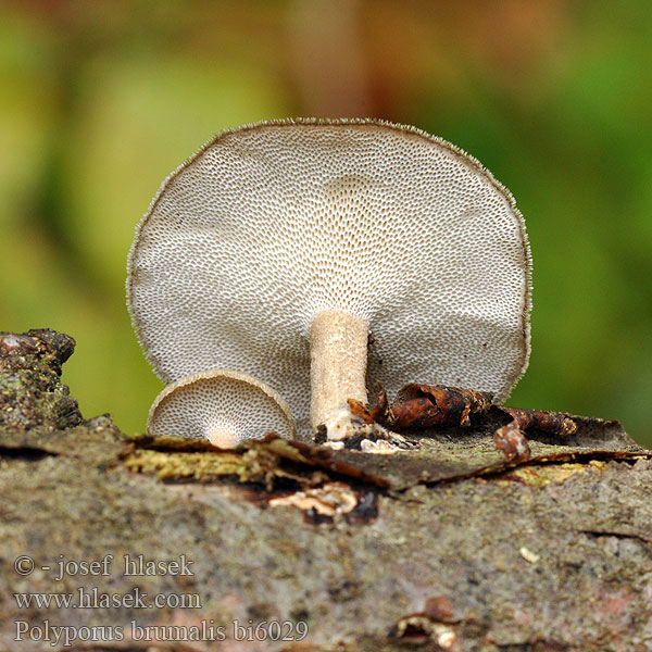 Polypore d'hiver Winterhoutzwam Téli likacsosgomba Winterporling