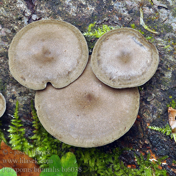 Polyporus brumalis bi6038