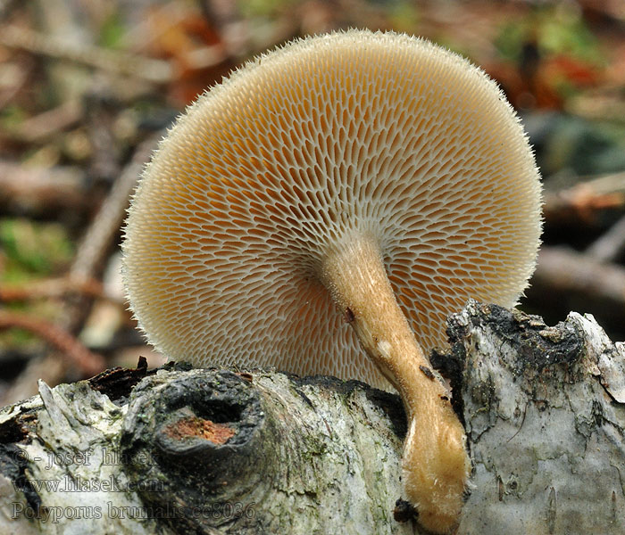 Choroš zimní Polyporus brumalis