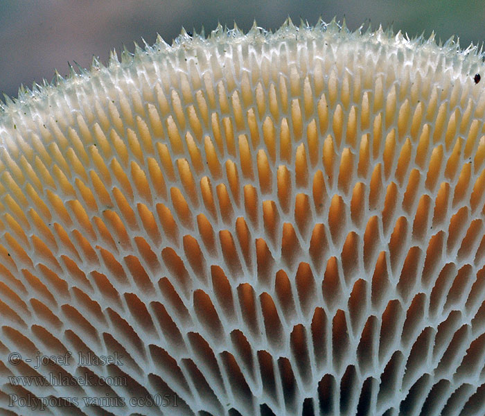 Трутовик зимний Полипорус Polyporus brumalis