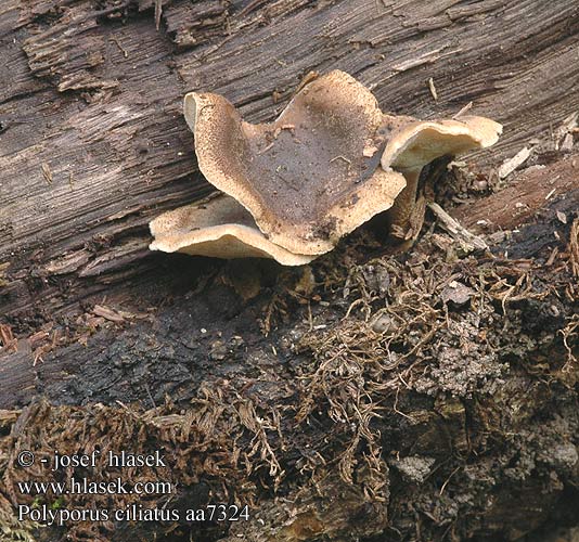 Polyporus ciliatus aa7324