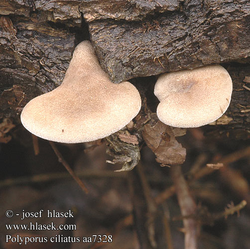 Polyporus ciliatus aa7328