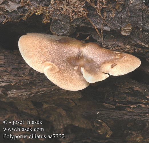 Polyporus ciliatus aa7332