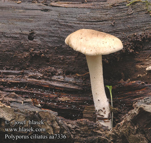 Polyporus ciliatus aa7336